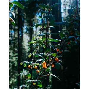 
                  
                    Alpine Meadows | Lightning Lake
                  
                